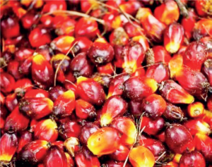 Palm Produce: The state is hugely endowed with vast and suitable land for palm plantation. Partnership with Okomu Oil and Presco, two oil palm producing giants in the state, could boost business potential in this sector - THEWILL NEWS MEDIA Palm Produce: The state is hugely endowed with vast and suitable land for palm plantation. Partnership with Okomu Oil and Presco, two oil palm producing giants in the state, could boost business potential in this sector