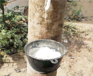Rubber Processing: Edo is the largest producer of rubber in Nigeria. This could be modernized in partnership with foreign experts. - THEWILL NEWS MEDIA Rubber Processing: Edo is the largest producer of rubber in Nigeria. This could be modernized in partnership with foreign experts.