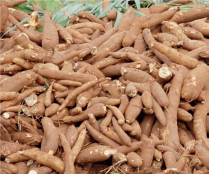 Cassava: Processing factory in small and medium business categories has huge business potential - THEWILL NEWS MEDIA Cassava: Processing factory in small and medium business categories has huge business potential