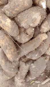 Yam Cultivation and Processing