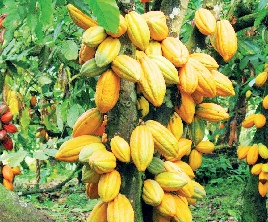Cocoa Cultivation and Processing