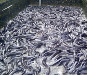 Fish farming - THEWILL NEWS MEDIA Fish farming