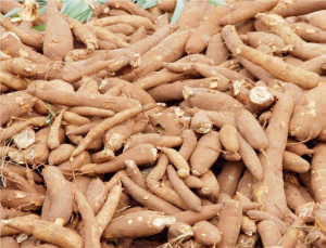 Cassava Cultivation and Processing - THEWILL NEWS MEDIA Cassava Cultivation and Processing
