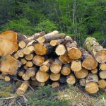 Ogun to Enact Law on Illegal Tree Felling Deforestation