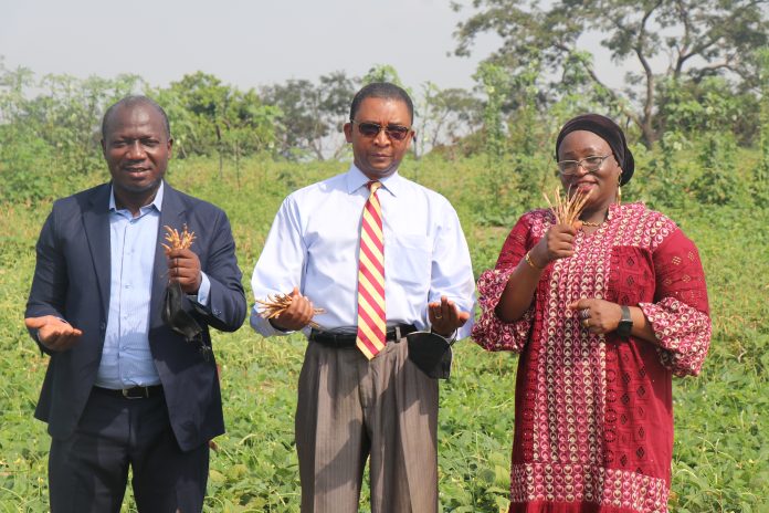L-R: Agricultural Specialist, U.S. Mission Nigeria, Ebenezer Boluwade; Counselor for Agricultural Affairs, U.S. Mission Nigeria, Smith Gerald and Coordinator, OFAB Nigeria, Dr. Rose Gidado holding biotech cowpea ready for harvest.