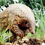 How Illegal Wildlife Exports Threaten Ecosystem Pangolin