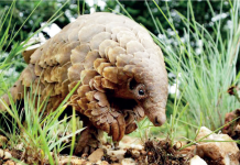 How Illegal Wildlife Exports Threaten Ecosystem Pangolin