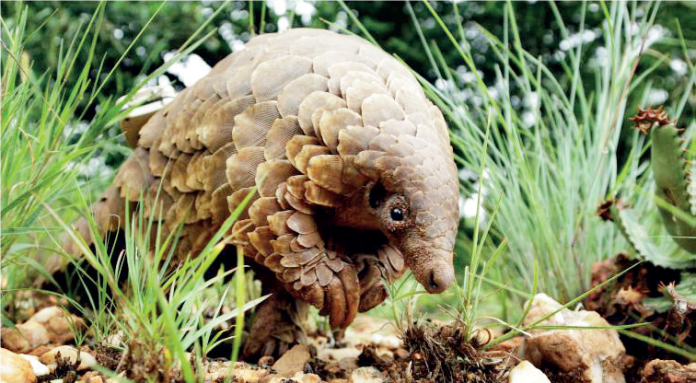 Pangolin