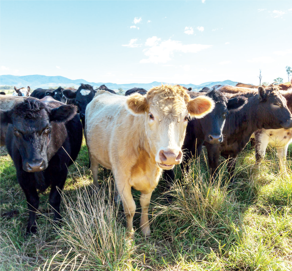 Dairy Farming