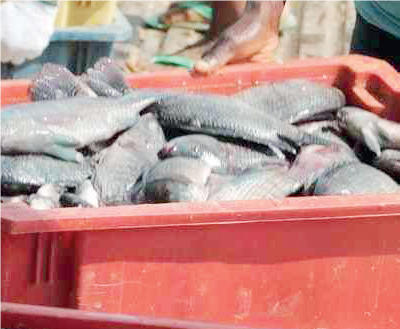 Fish processing & packaging