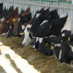 French Investors To Partner Ogun In Dairy Farm Production Diary Farm