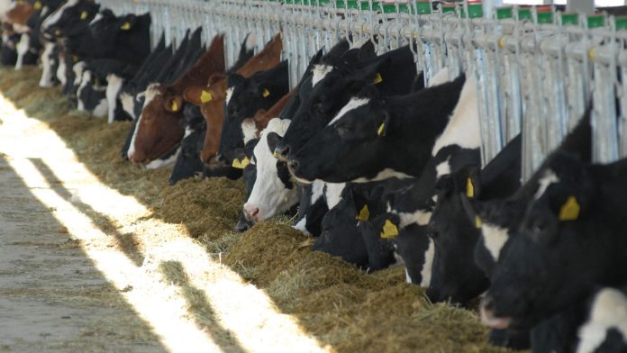 Diary Farm