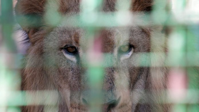 Lion in cage Lion in cage