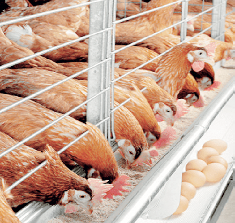 gombe 13 - THEWILL NEWS MEDIA Poultry