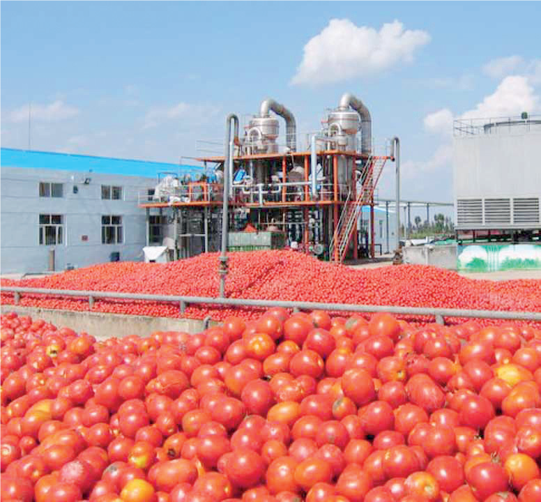 gombe 5 - THEWILL NEWS MEDIA Food processing