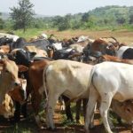 Ogun Farmers To Benefit From $500m World Bank Lifeline livestock