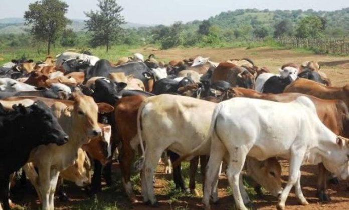 livestock