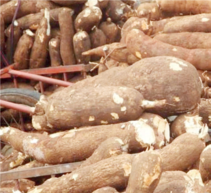 rivers6 - THEWILL NEWS MEDIA Cassava processing