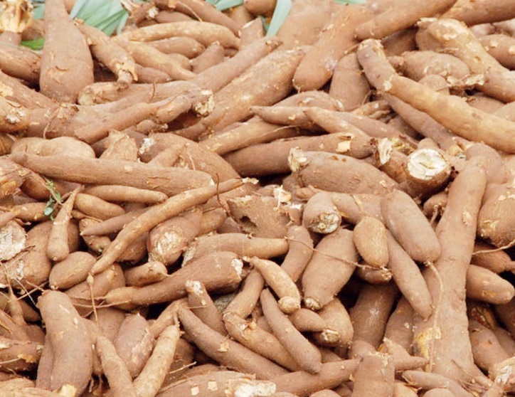 Cassava Processing - THEWILL NEWS MEDIA Cassava Processing