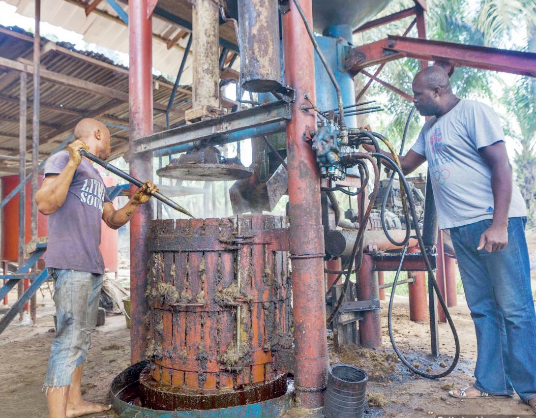 Oil Palm Produce & Processing - THEWILL NEWS MEDIA Oil Palm Produce & Processing