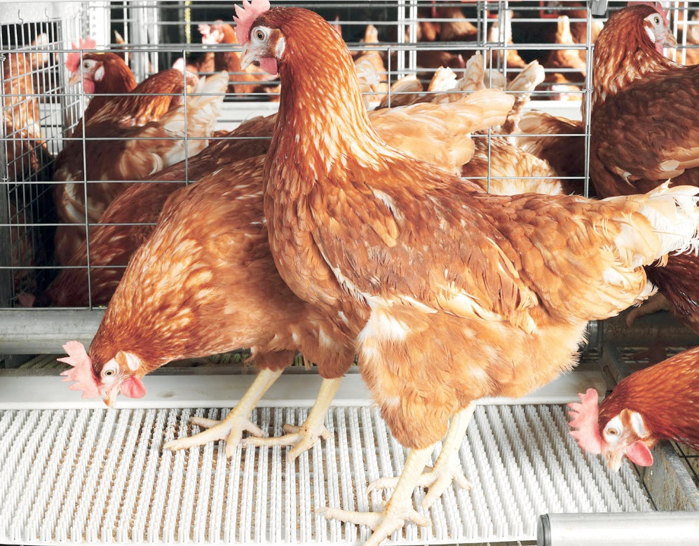 Poultry Farming - THEWILL NEWS MEDIA Poultry Farming