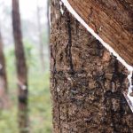 NARPPMAN Proposes Policy Options To Boost Rubber Sub-sector