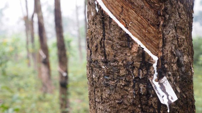 Rubber-Producers