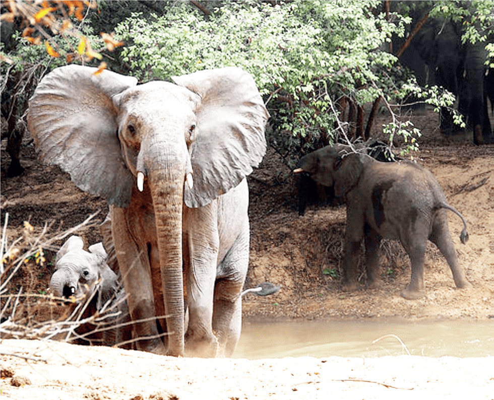 Gwaram Forest Reserve - THEWILL NEWS MEDIA Gwaram Forest Reserve