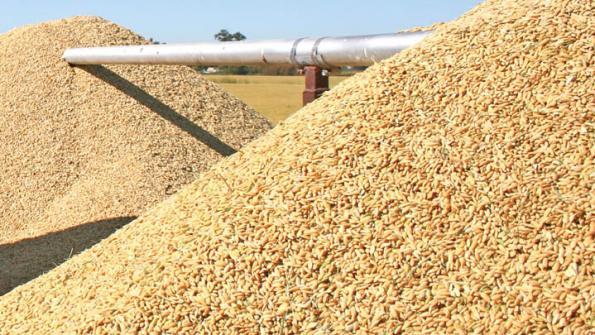 Rice Processing