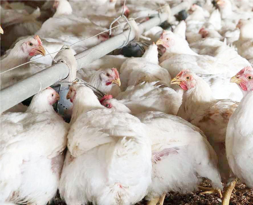 Poultry Farming