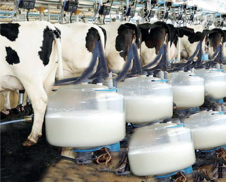 Dairy Production