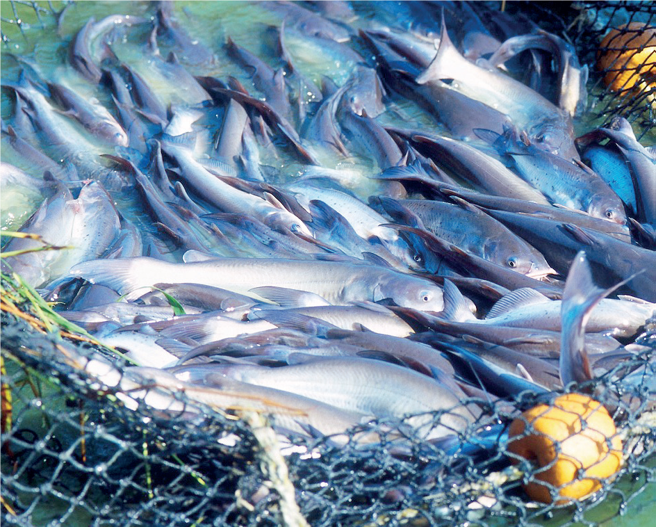 Fishing and Processing