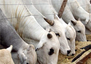 Cattle Rearing
