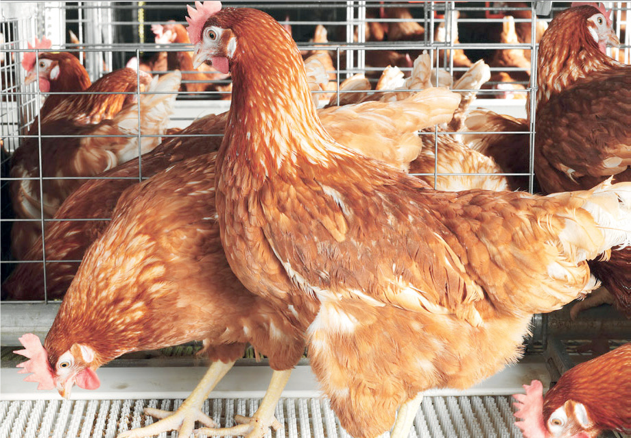 Poultry