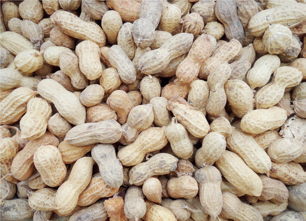 Groundnut Production/Processing