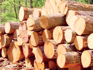 Timber Supplies - THEWILL NEWS MEDIA Timber Supplies