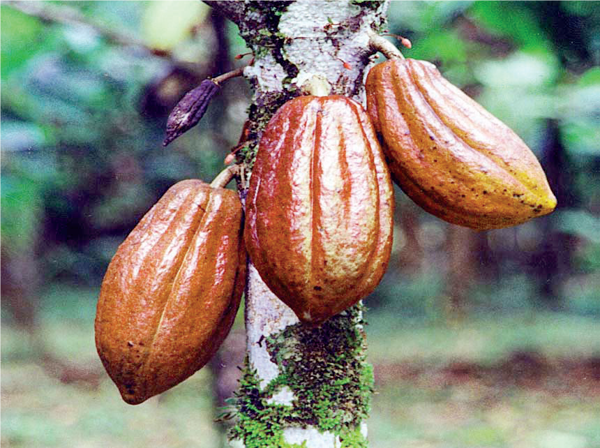 Cocoa Processing - THEWILL NEWS MEDIA Cocoa Processing