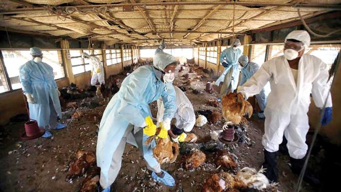 prevent-bird-flu Bird Flu
