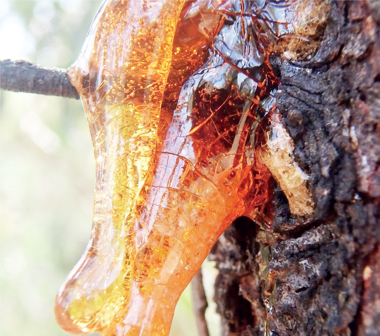 Gum Production - THEWILL NEWS MEDIA Gum Production