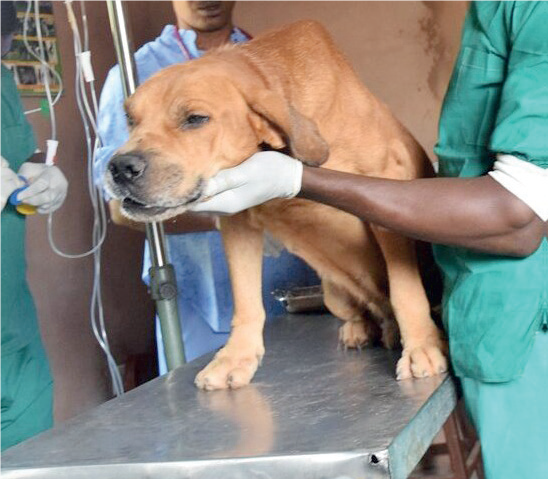 Veterinary Clinic - THEWILL NEWS MEDIA Veterinary Clinic