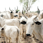 Vaccination: Warawa LG Targets 10,000 Cattle Cattle Rearing