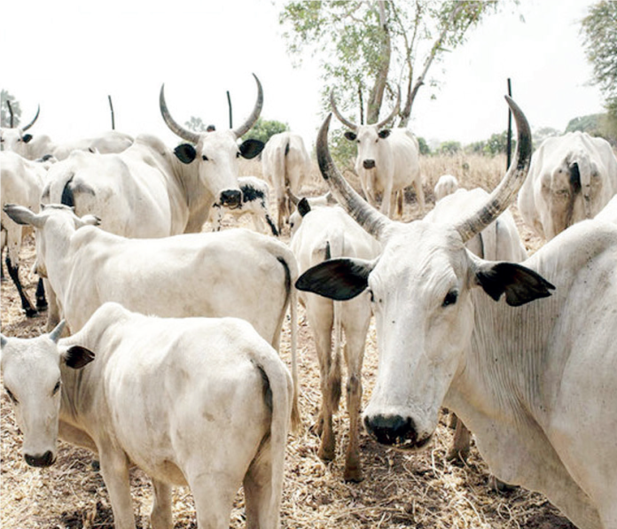 Cattle Rearing Cattle Rearing
