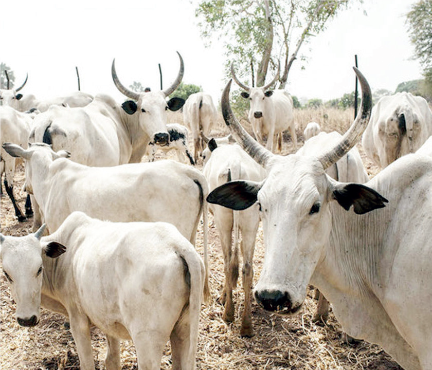 Cattle Rearing - THEWILL NEWS MEDIA Cattle Rearing