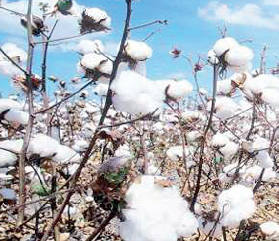 Cotton Farming - THEWILL NEWS MEDIA Cotton Farming