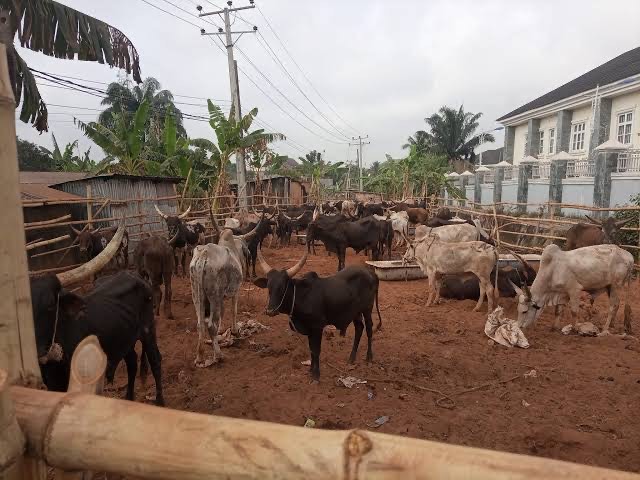 Cows for innoson mothers's burial Cows for innoson mothers' burial