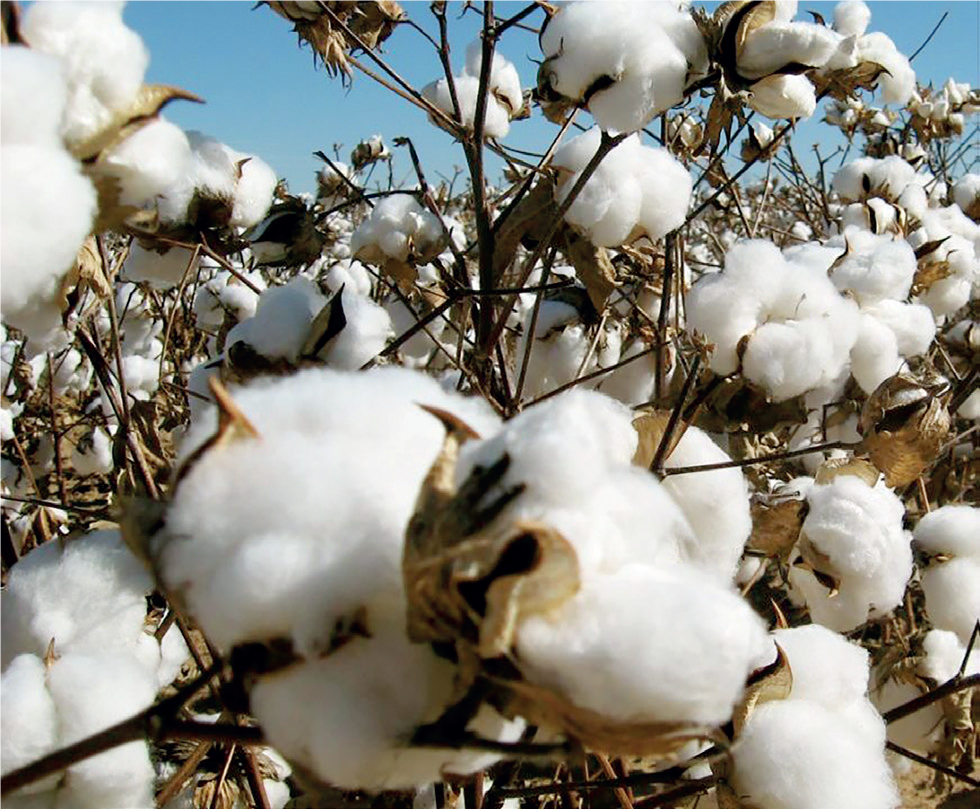 Cotton Production