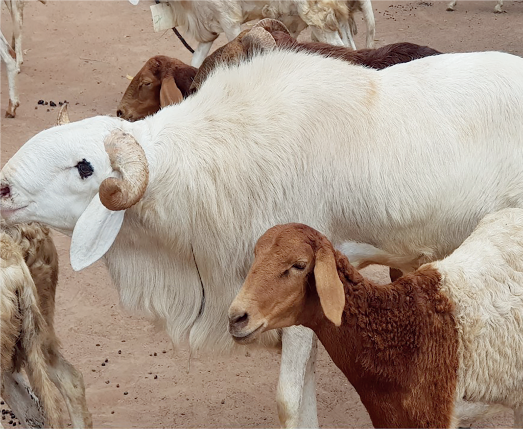 Animal Husbandry