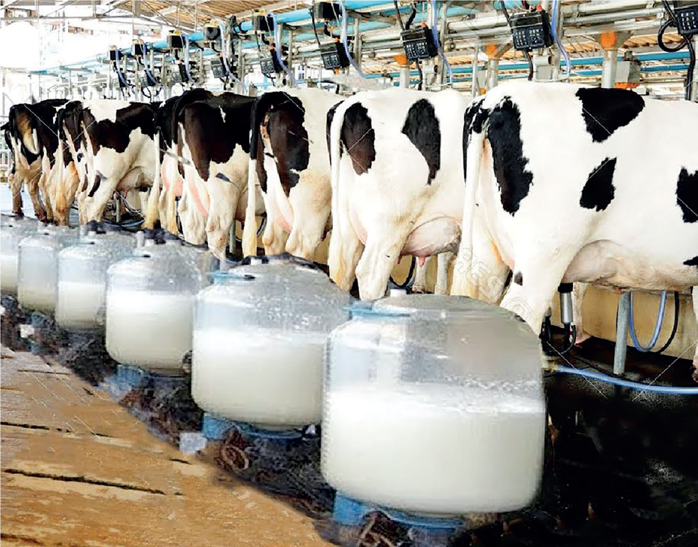 Milk Processing
