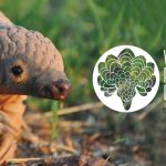 NCF Commemorates World Pangolin Day, Calls For Urgent Actions World Pangolin Day