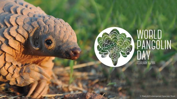 World Pangolin Day